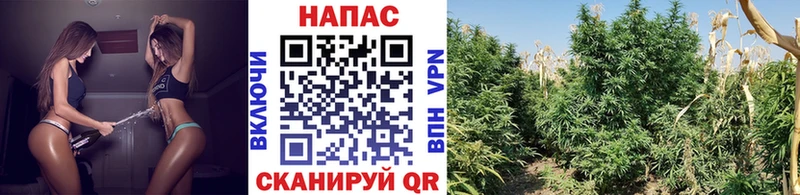 Купить закладки  Киселёвск  Шишки марихуана Ganja 